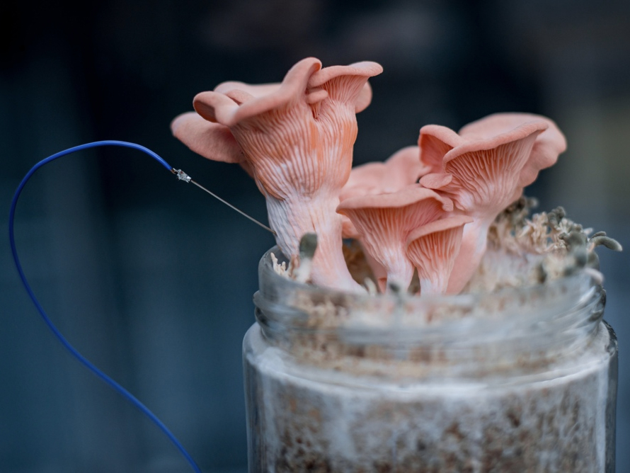 BIOtecture
